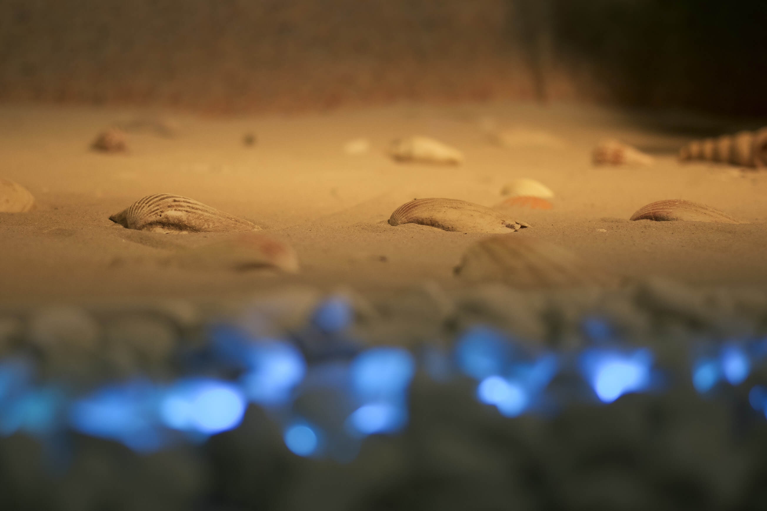 Muscheln im Sand mit LED